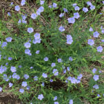 Although the autumn snowfall limited the quality of a lot of Prairie flax, its price has remained flat, according to Brian Johnson of Johnson Seeds in Arborg, Man. | File photo