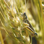 Research into the ability to increase protein levels in wheat by adding more nitrogen was prompted by new higher-yielding varieties that are low in protein. | File photo
