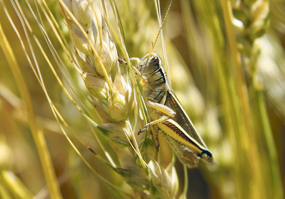 Research into the ability to increase protein levels in wheat by adding more nitrogen was prompted by new higher-yielding varieties that are low in protein.  |  File photo