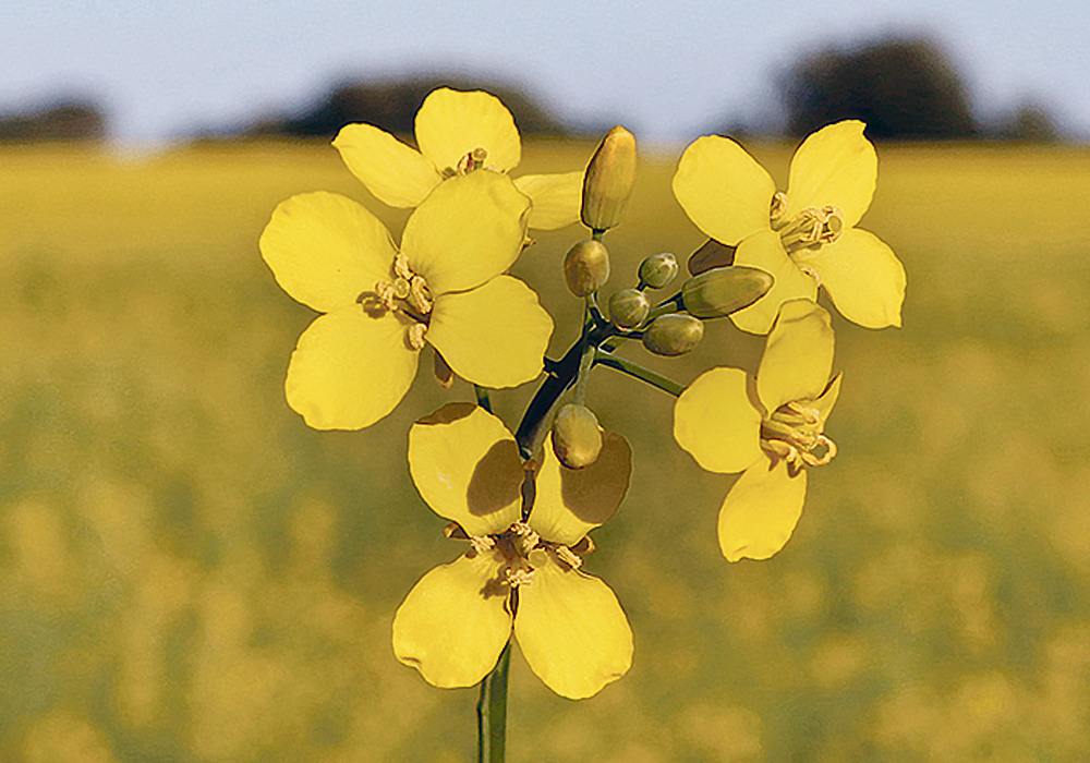 The industry is also encouraged that Canadian canola seed sales to China, which had been hovering around 50,000 tonnes per month since China shut the door to Richardson International and Viterra, jumped to 200,000 tonnes in October and 100,000 tonnes in November.  |  File photo