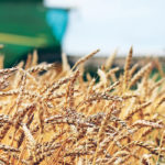 The Canadian Wheat Research Council will provide the University of Saskatchewan’s Crop Development Centre with more than $9.6 million over the next five years. | File photo