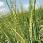 Malting barley is penciling in at profit for this year, if farmers have the room to store the crop. | File photo