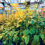 One hundred million spores per gram of soil was the highest concentration in Brittany Hennig’s greenhouse trial. It was the only concentration with visual above ground symptoms. A susceptible variety is on the left and a clubroot resistant variety is on the right. | Brittany Hennig photos