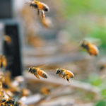 Farmers will not be allowed to use the neonicotinoid, sold under brands Calypso and Biscaya, after April 30, when its current approval expires.
| File photo