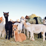 Anne Goodwin and Bob Estes have 65 alpacas on their 10 acre farm. Shearing is completed by the end of May. | Maria Johnson photo