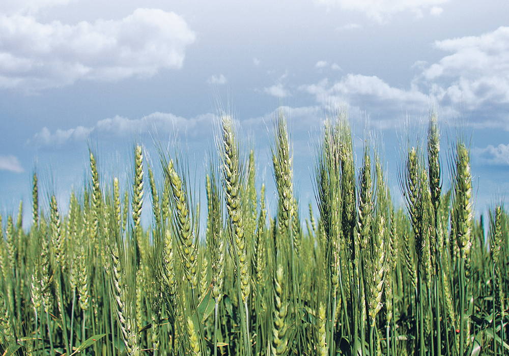 Canada produced the second-largest wheat crop in recent history last year, but less than half of it is No. 2 or better.  |  File photo