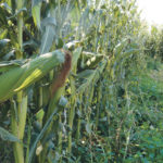 Manitoba Agriculture’s cost of production data for 2020 found corn to be the most profitable of all large acre crops grown in the province, but also number one on the list of insurance risks. | File photo
