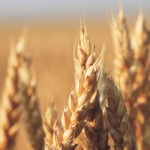 Lack of snow cover has left Russia’s wheat crop vulnerable to winterkill if temperatures plummet. | File photo