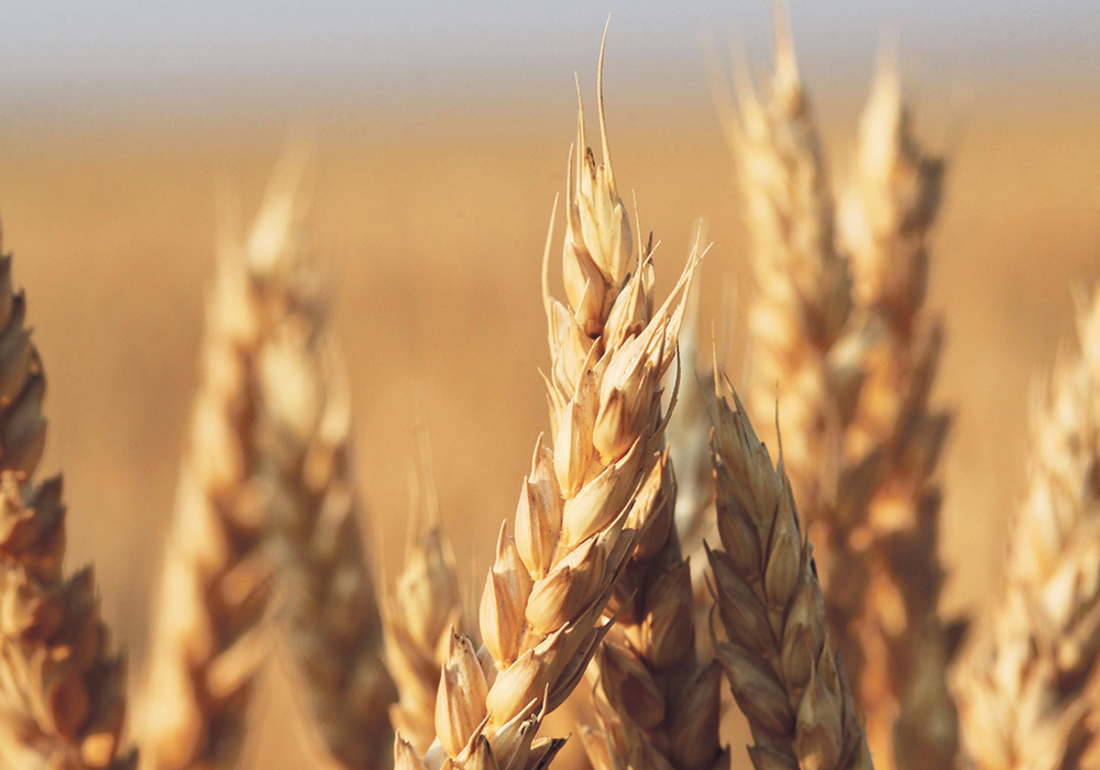 Lack of snow cover has left Russia’s wheat crop vulnerable to winterkill if temperatures plummet.  |  File photo