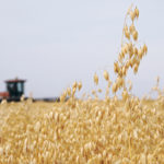 Market development work has helped expand demand for Canadian oats abroad. For example, exports to Mexico increased to nearly 180,000 tonnes in 2018-19, up significantly from the five year average of 42,000. | File photo