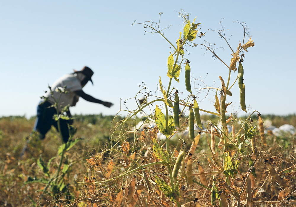 The University of Saskatchewan’s Crop Development Centre has received $41.7 million for crop breeding from Saskatchewan Pulse Growers since 1997 and another $20 million for genome and genetic research.  |  File photo