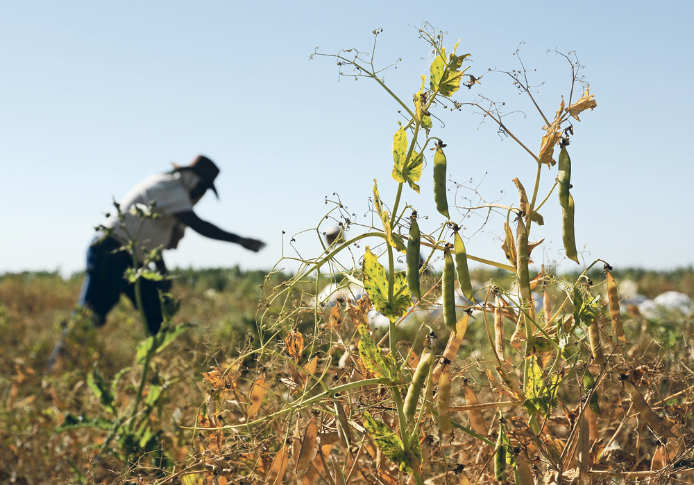 Field Crop Development Centre