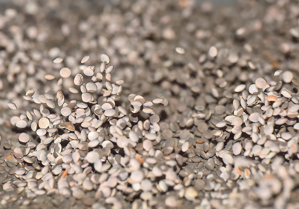 Turkish demand drives market for red lentils