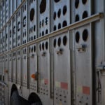 The mishap occurred following a sale at the east-central Saskatchewan facility, when the truck and trailer caught the edge of a ditch and tipped. Two animals were reportedly injured. | File photo