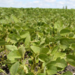 Paraguay ranks sixth in world soybean production with 8.8 million tonnes, as shown by the IGC's figures. The commission pegged Paraguay's production to rise by 1 million tonnes in 2020/21. | File photo