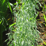 Plans to increase milling capacity and new research funding positions Canada’s oat industry for the strong demand coming from China.