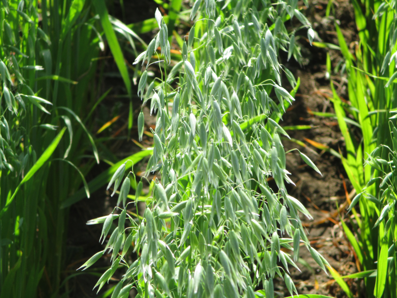 Plans to increase milling capacity and new research funding positions Canada’s oat industry for the strong demand coming from China.