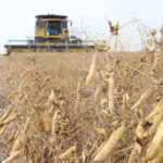 At 570,000 tonnes, yellow peas accounted for more than 80 percent of pulses grown in Ukraine. Between 2018 and 2019, its production fell almost 26.5 per cent. Furthermore, compared to 2017, production dropped 52.0 per cent. | File photo