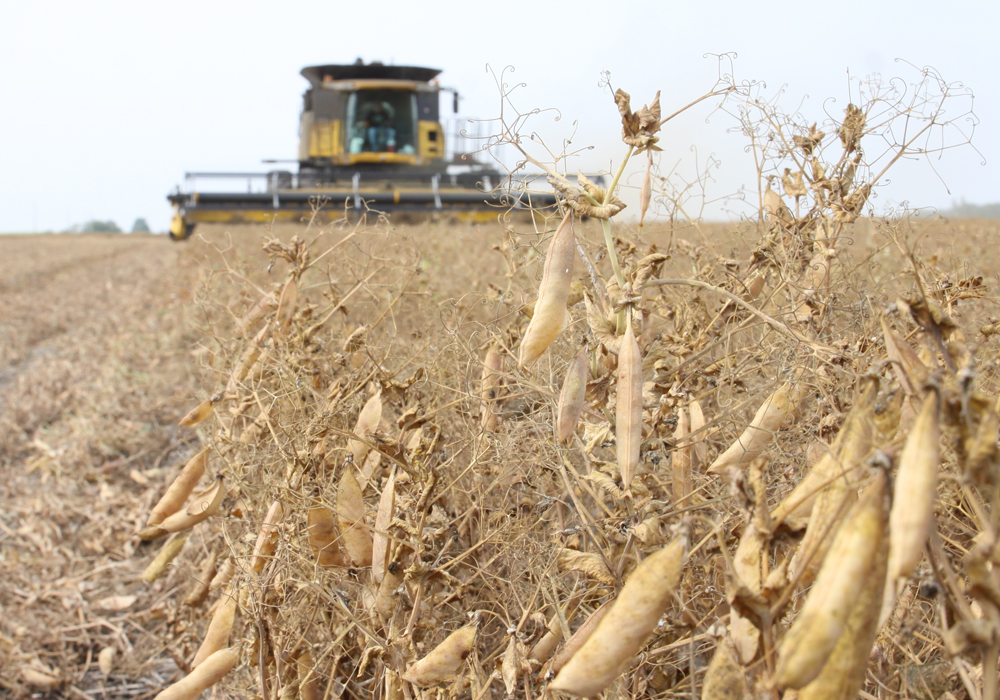 At 570,000 tonnes, yellow peas accounted for more than 80 percent of pulses grown in Ukraine. Between 2018 and 2019, its production fell almost 26.5 per cent. Furthermore, compared to 2017, production dropped 52.0 per cent. | File photo