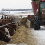 After a bit of a rally for feed grain prices over the last three to four weeks, the feedlots are on the full side, said Brandon Motz of CorNine Commodities in Lacombe, Alta. | File photo