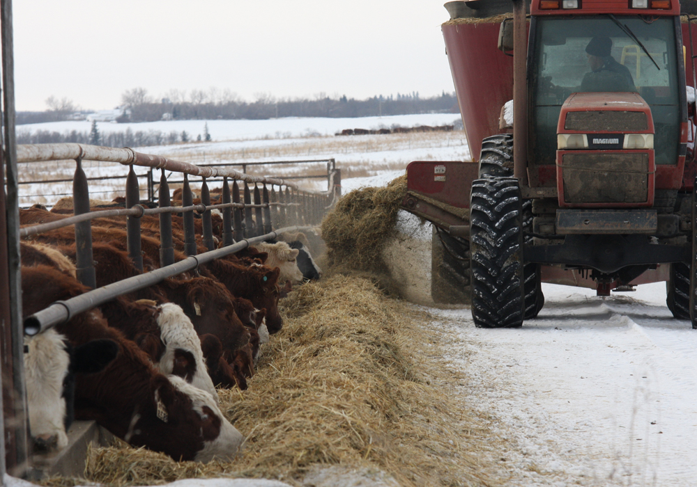 After a bit of a rally for feed grain prices over the last three to four weeks, the feedlots are on the full side, said Brandon Motz of CorNine Commodities in Lacombe, Alta. | File photo