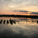 The upbeat fourth-quarter results follow a difficult start to 2019 that saw historic flooding in U.S. Midwest and lower demand from China due to a protracted trade war. | File photo