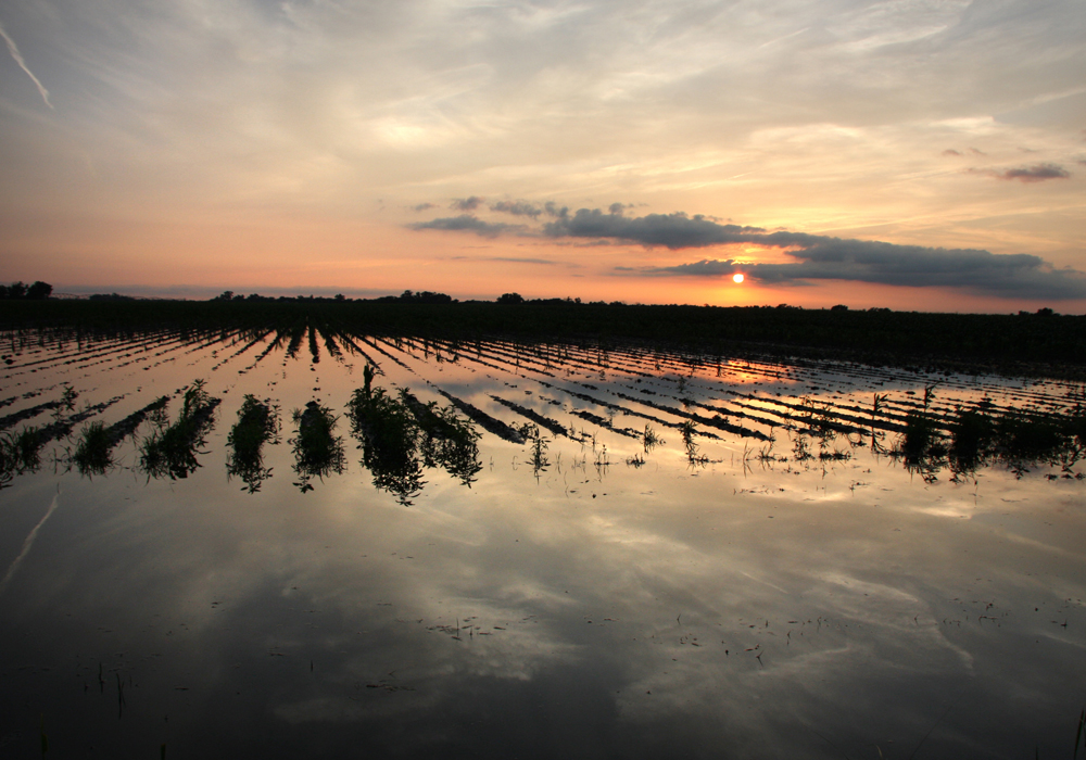 The upbeat fourth-quarter results follow a difficult start to 2019 that saw historic flooding in U.S. Midwest and lower demand from China due to a protracted trade war. | File photo