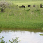 The Navigable Waters Protection Rule could win political points ahead of the November election for Republican President Donald Trump in the Farm Belt, a key constituency. | File photo