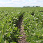 Up to 20 percent of U.S. soybean acres this year could be planted with Corteva's Enlist E3 soybeans, which are genetically modified to withstand applications of three different weed killers, the company said. | File photo