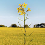 Corteva Agriscience thinks the new high-protein canola hybrids would help narrow the gap with U.S. soybean meal. | File photo