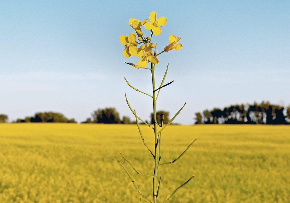 Corteva Agriscience thinks the new high-protein canola hybrids would help narrow the gap with U.S. soybean meal.  |  File photo