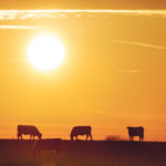 Rotational grazing is intended to create animal impact, which is the physical stimulation of the ground by the cattle. Their hoofs can help break up crusted-over surface and help mix in seeds so that they come in contact with the soil. | File photo