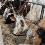 A pregnant cow can eat 20 to 25 percent straw if they get grain and hay. The ration also needs to be balanced for protein, energy, trace minerals and vitamins. | File photo
