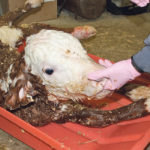 Elizabeth Homerosky of Veterinary Agri-Health Services in Airdrie, Alta., tests a calf’s suckling ability. | Supplied photo