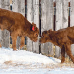 Three deadly conditions for calves can be easily prevented with vaccination and mineral supplementation. | Mike Sturk photo