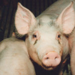 African swine fever can go undetected because producers initially attribute hog deaths to other causes. | File photo