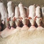 Analysts think China would need to acquire 20,000 to 30,000 sows to return its hog industry to normal, but it’s not clear where they would come from. | Reuters photo