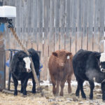 Good calving management and timely intervention may improve calf well-being, and getting calves out gently into a clean environment is key. | Maria Johnson photo