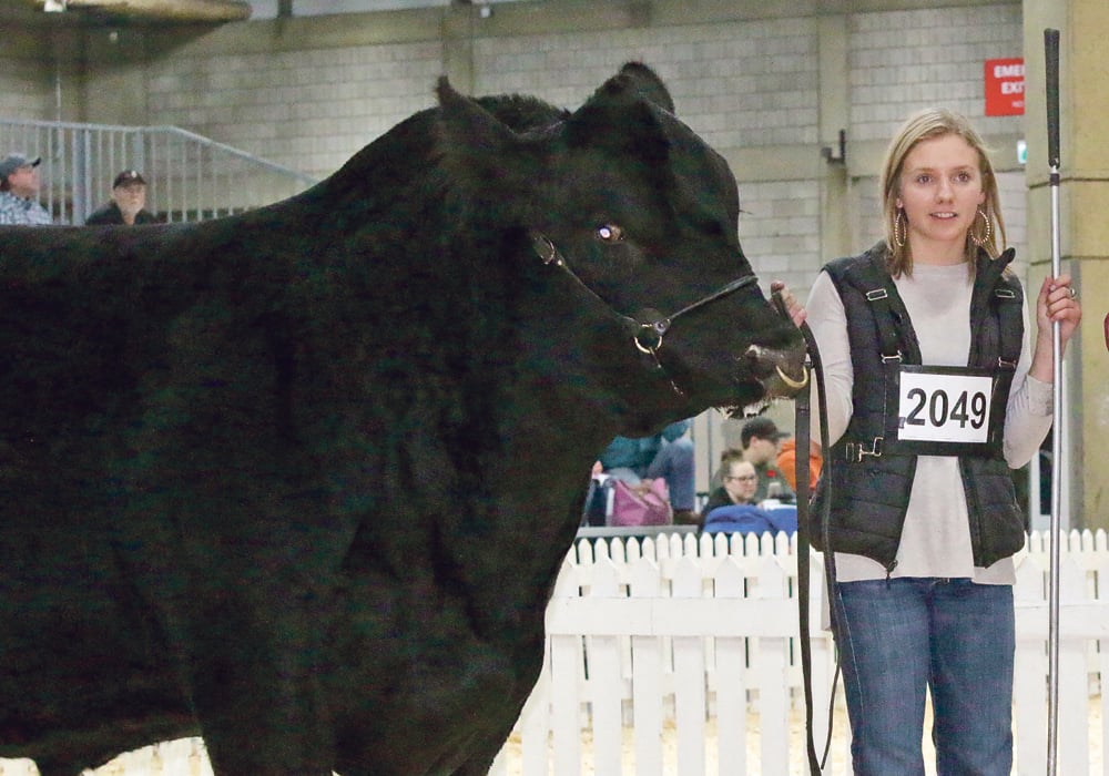 JT Volk Premonition 113E, seen here at Farmfair in Edmonton with his original owner, Kathryn Dolliver, when he was still known as JT Greater Consensus 113E, was recently named reserve grand champion at the National Western Stock Show in Denver.  |  Jeremy Simes photo