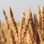 The Canadian Wheat Research Cluster is negotiating a new funding agreement for Agriculture Canada wheat breeding. | File photo
