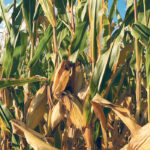 A survey of corn growers in Manitoba determined that the carbon tax added $3.69 per acre to the cost of drying corn following last year’s harvest. | File photo