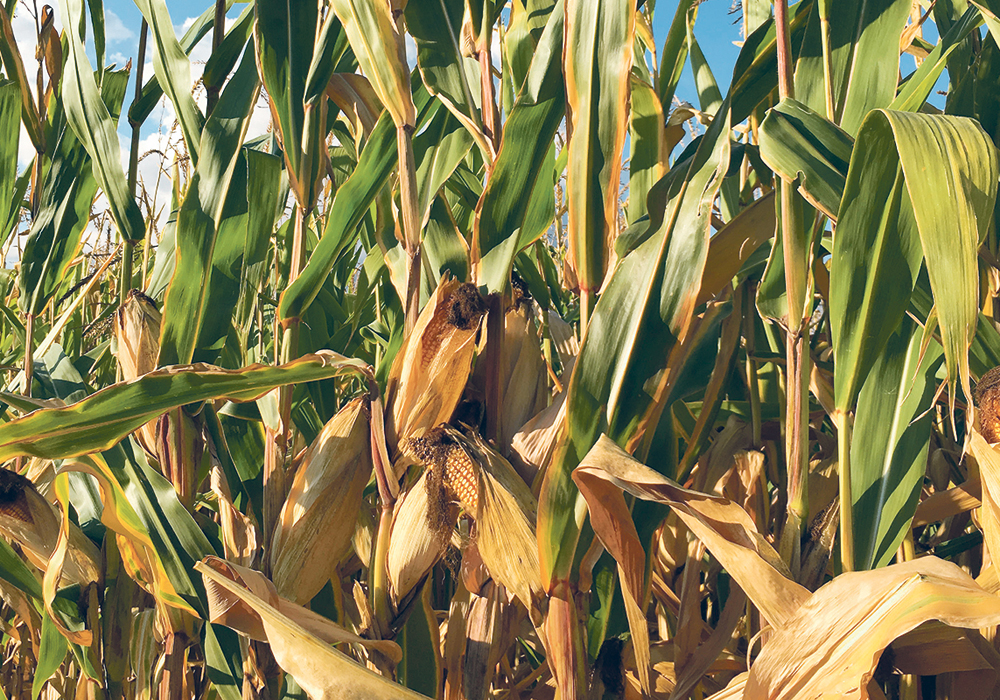 A survey of corn growers in Manitoba determined that the carbon tax added $3.69 per acre to the cost of drying corn following last year’s harvest.  |  File photo