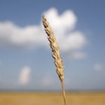 Reduced seeded acreage and bad weather in the U.S. Midwest slashed production of soft wheat to about 239 million bu. last year. | REUTERS/Jim Young photo