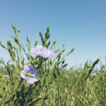 Saskatchewan Agriculture has estimated that 21 percent of the province’s flax crop was unharvested as of Nov. 21, but a farm leader has heard it may be 35 to 40 percent. | File photo
