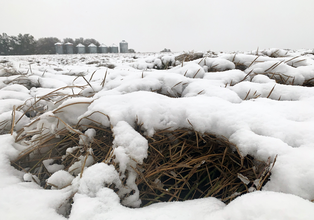 “We have the potential for a lot more spoilage and quality deterioration in the bin than really any other year,” said Angela Brackenreed, agronomy specialist with the Canola Council of Canada.  | File photo