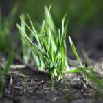 “Glyphosate resistance in wild oat would be a huge issue for agriculture in Western Canada,” said Charles Geddes, a research scientist with Agriculture Canada.
| File photo