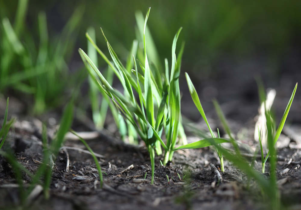 “Glyphosate resistance in wild oat would be a huge issue for agriculture in Western Canada,” said Charles Geddes, a research scientist with Agriculture Canada.  | File photo