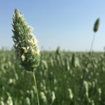 What if so many growers jump on the canaryseed bandwagon that supply becomes burdensome once again? Unfortunately, new crop price protection isn’t available. Despite some postings suggesting the availability of contracts at 25 or 26 cents a lb., it doesn’t appear that any companies are actually contracting.
| File photo