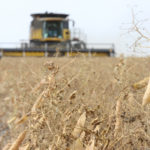 The survey is a life cycle assessment of pea and lentil production and similar to those by other industry players, explained Denis Tremorin, director of sustainability for Pulse Canada. | File photo