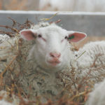 The virus, spread by biting insects, causes early term abortion and defects in lamb fetuses, as well as malformed lambs in those that make it to term. | File photo